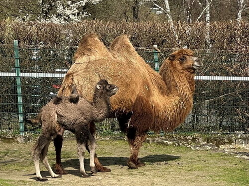 Trampeltier-Nachwuchs im Opel-Zoo