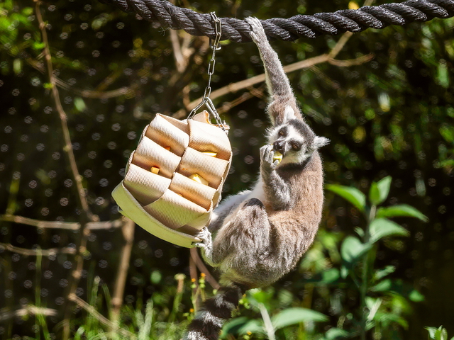 Ferien im Opel-Zoo