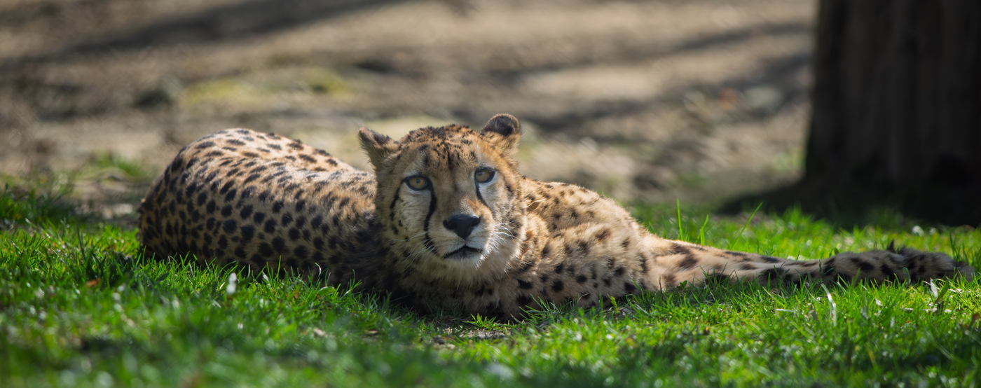 Gepard im Opel-Zoo (c) Opel-Zoo 1400.jpg