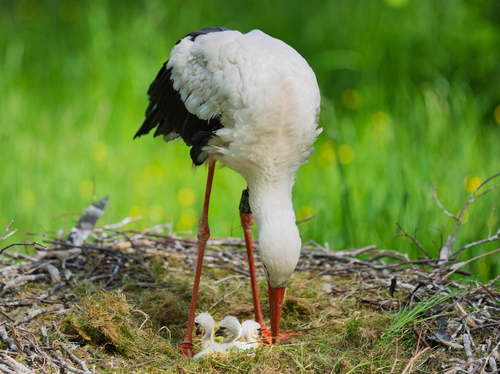 21-Weißstorch-juv-3d-2025-05-14-HD-2.jpg