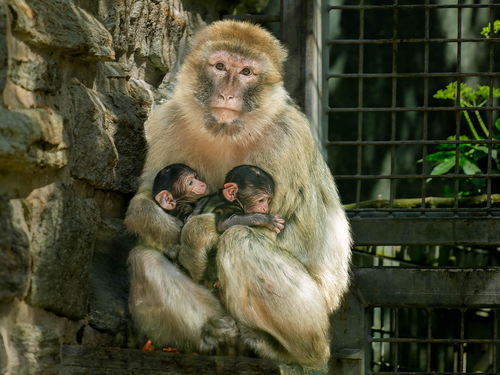 22-Berberaffe-juv-3d-Zwillinge-2025-05-14.jpg