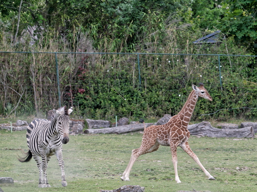 23-Netzgiraffe Kianga und Böhmzebra.jpg