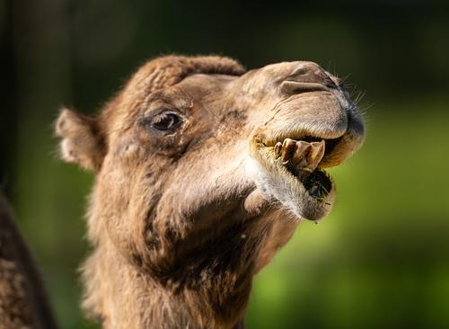 Gebisse und Zähne - Öffentliche Führung
