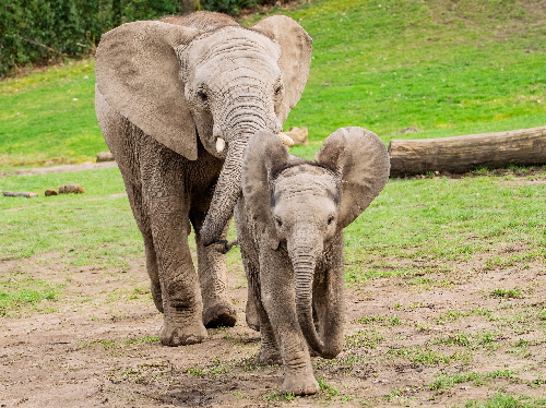 Forschung im Zoo - Schlafverhalten der grauen Riesen