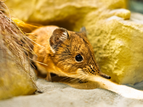 Elefantenrüsselfische und Kurzohrrüsselspringer 