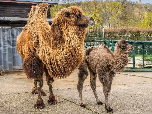 Osterkamel statt Osterhase