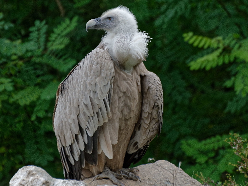 Forschung im Zoo: Die Natur, die Tiere und ich - Besucherstudien