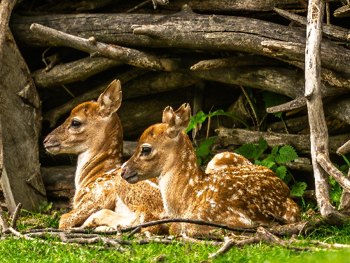 Artenschutz im Opel-Zoo