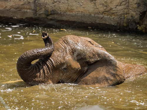 Die Elefantenherde im Opel-Zoo
