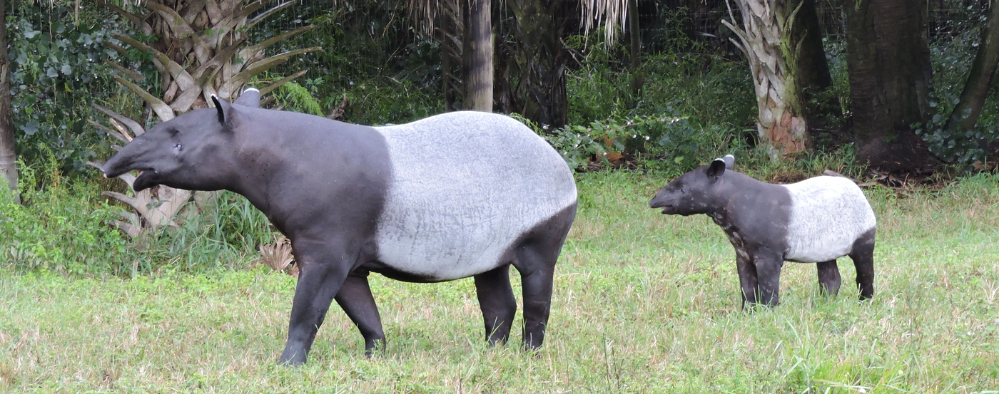 Schabrackentapir mit juv. (c) Opel-Zoo 1400.jpg