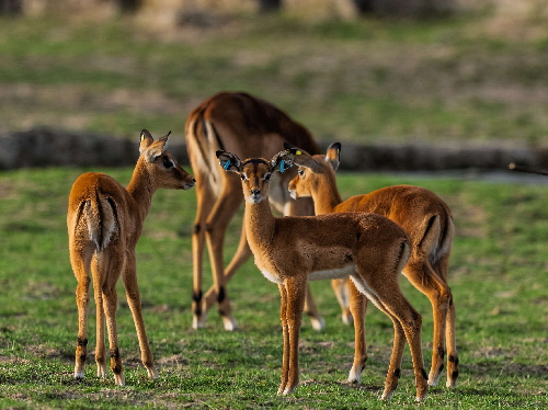 Herbstferienprogramm im Opel-Zoo