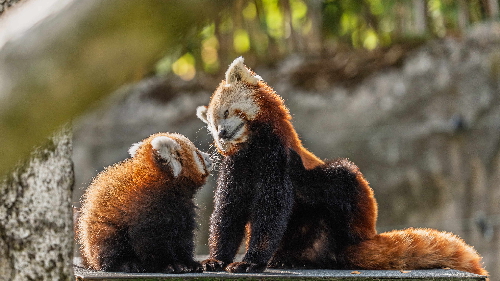 Nachwuchs beim Roten Panda
